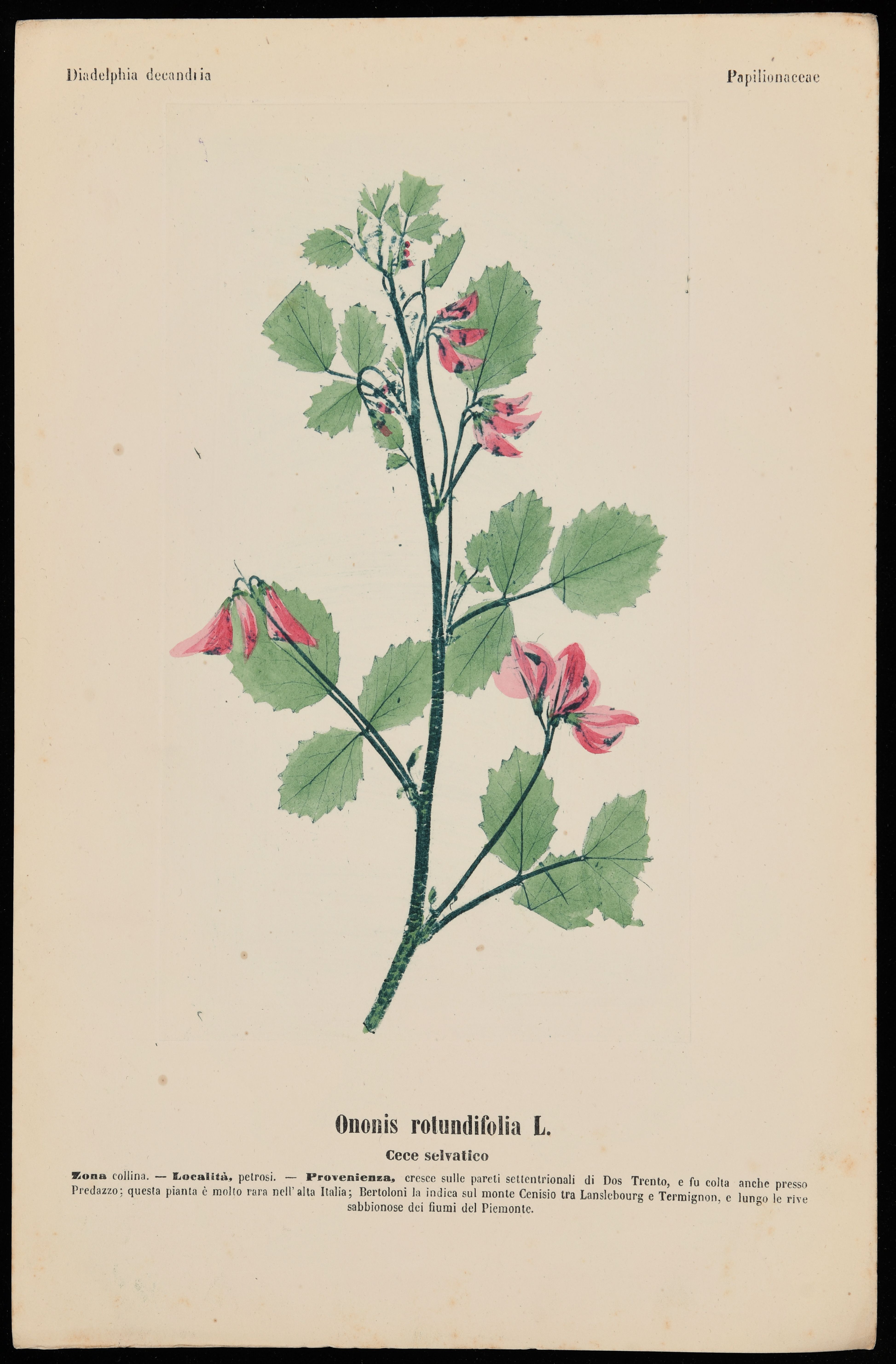 ononis rotundifolia.jpg
